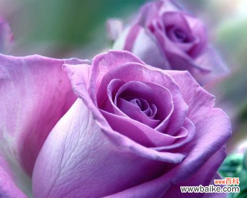 紫色玫瑰代表什么 紫色玫瑰的寓意与象征——追寻永恒的爱