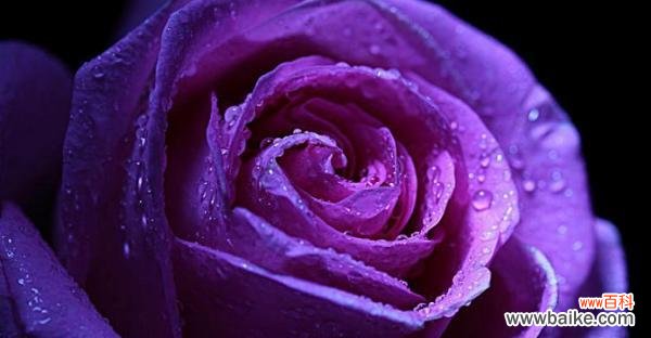 紫色玫瑰代表什么 紫色玫瑰的寓意与象征——追寻永恒的爱