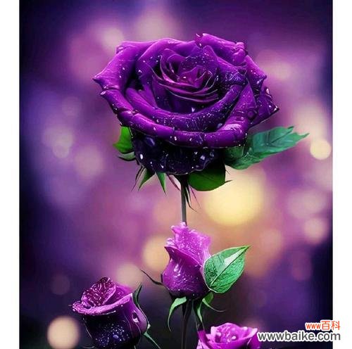 探寻紫色玫瑰的深意 紫色玫瑰的花语与寓意