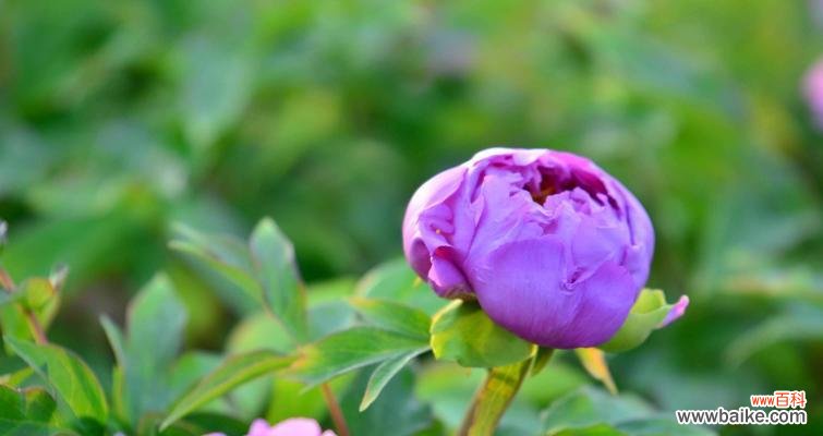 揭开紫色牡丹花的神秘面纱 紫色牡丹花的寓意与象征