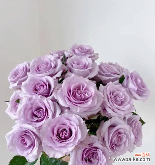 揭秘紫色玫瑰的神秘语言和象征意义 紫色玫瑰的花语和寓意