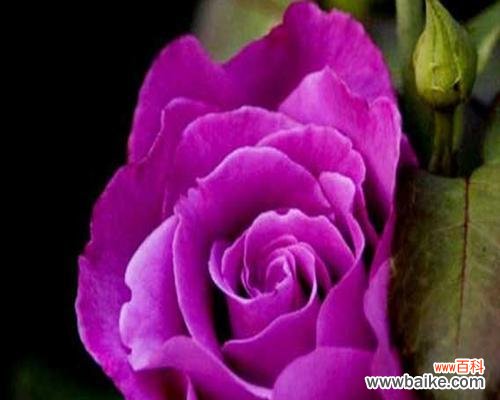 揭秘紫色玫瑰的神秘语言和象征意义 紫色玫瑰的花语和寓意