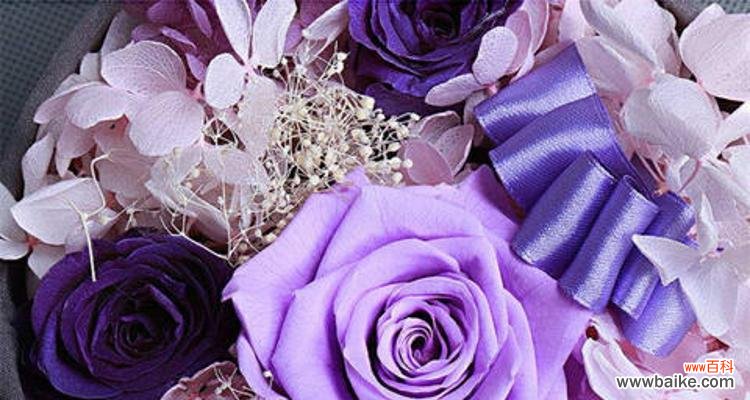 探寻紫色玫瑰所代表的深沉与神秘 紫色玫瑰的花语与魅力
