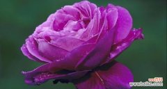 探究紫色玫瑰花所代表的深邃与神秘 紫色玫瑰花的寓意与象征意义