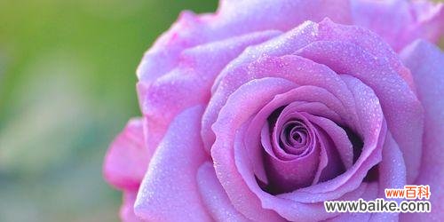 探究紫色玫瑰花所代表的深邃与神秘 紫色玫瑰花的寓意与象征意义