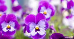 揭开紫色小雏菊隐藏的秘密 紫色小雏菊的花语与寓意