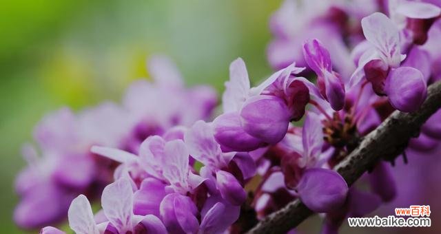 揭开紫色小雏菊隐藏的秘密 紫色小雏菊的花语与寓意