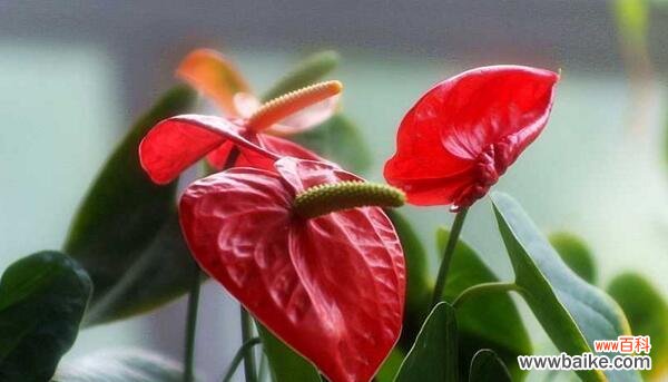 花语寓意 新年花卉选购指南