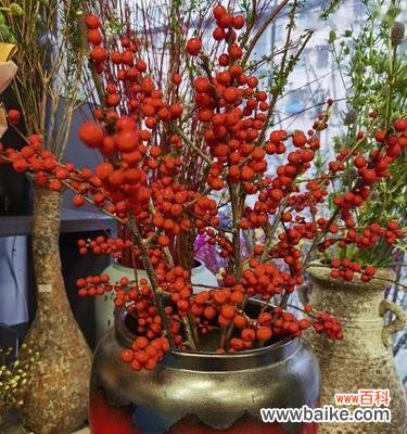 花语寓意 新年花卉选购指南