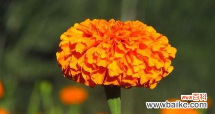 友情如白色郁金香盛开 以白色郁金香的花语探索友情的真谛