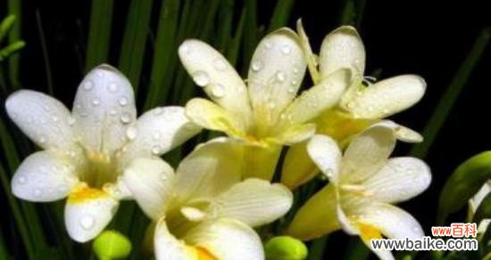 友情如白色郁金香盛开 以白色郁金香的花语探索友情的真谛