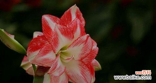 揭秘朱顶红花语的神奇魅力 朱顶红花语