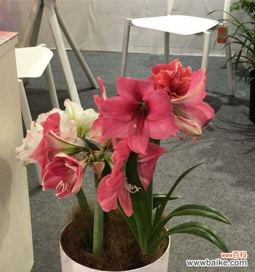 揭秘朱顶红花语的神奇魅力 朱顶红花语