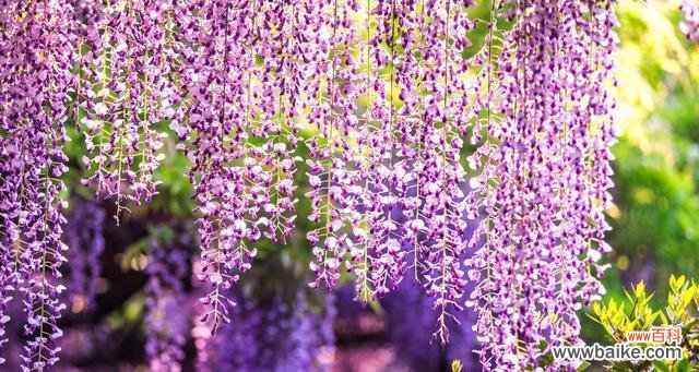 紫藤花的美丽梦境和丰富内涵 紫藤花的花语——寄托希望与爱情的象征