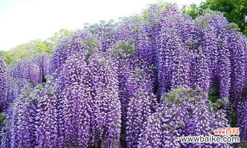 紫藤花的美丽梦境和丰富内涵 紫藤花的花语——寄托希望与爱情的象征