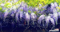 紫藤花的美丽梦境和丰富内涵 紫藤花的花语——寄托希望与爱情的象征