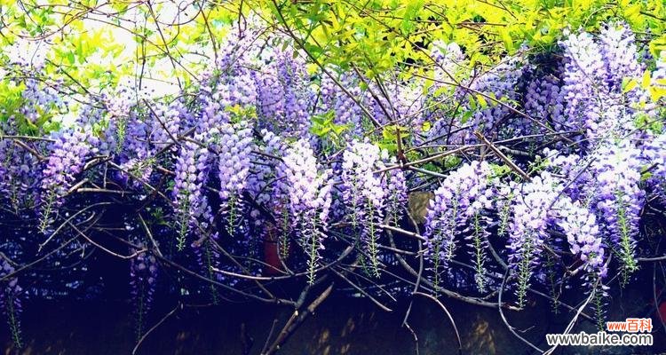 紫藤花的美丽梦境和丰富内涵 紫藤花的花语——寄托希望与爱情的象征