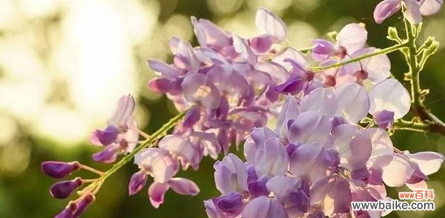 传递爱意 紫藤花的花语和寓意