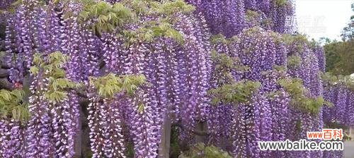 传递爱意 紫藤花的花语和寓意