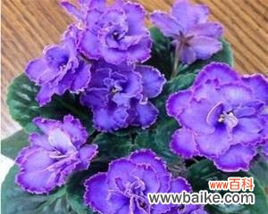 探寻紫罗兰花的隐含含义 紫罗兰花语的寓意