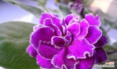 探寻紫罗兰花的隐含含义 紫罗兰花语的寓意