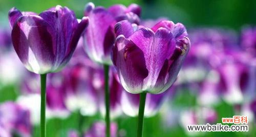 探索紫色郁金香的深意 紫色郁金香的花语和象征