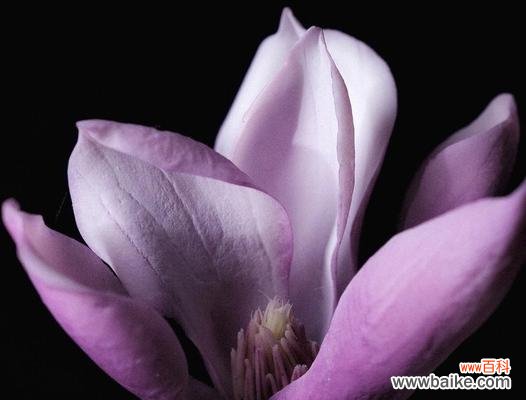 探秘紫色玉兰花的神秘面纱 紫色玉兰花的寓意与象征