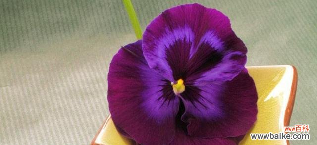 探秘紫色玉兰花的神秘面纱 紫色玉兰花的寓意与象征