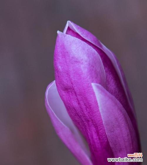 探秘紫色玉兰花的神秘面纱 紫色玉兰花的寓意与象征