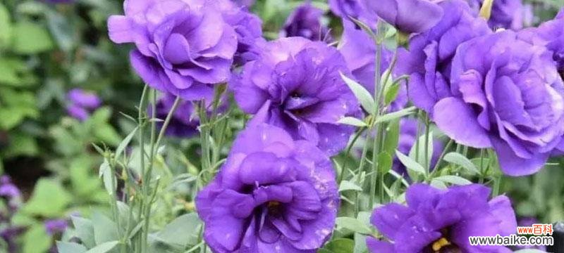 探索紫色洋桔梗的深层含义 紫色洋桔梗花语及寓意