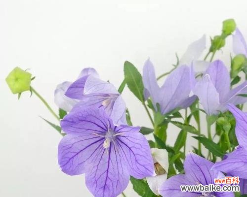 探索紫色洋桔梗的深层含义 紫色洋桔梗花语及寓意