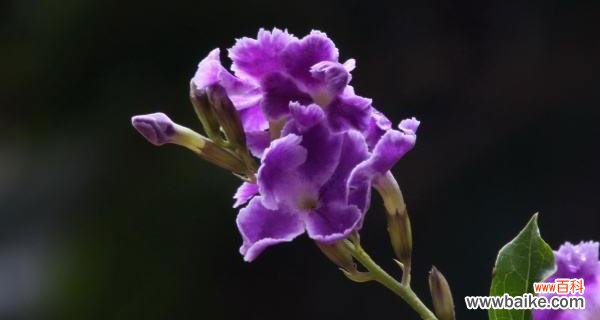 紫罗兰的花语及其象征意义 紫罗兰花语