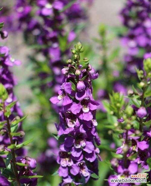 紫罗兰的花语及其象征意义 紫罗兰花语