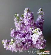 紫罗兰的花语及其象征意义 紫罗兰花语