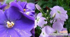 探寻紫罗兰花语的秘密 紫罗兰花语的深刻含义