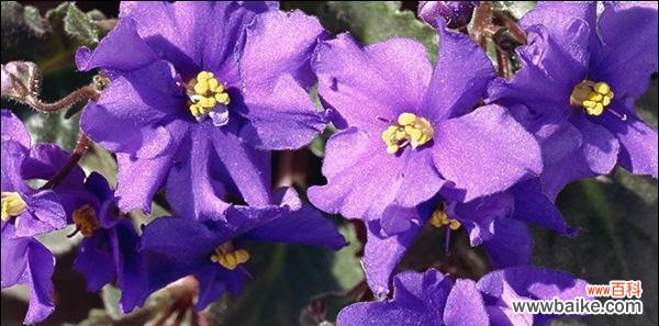 探寻紫罗兰花语的秘密 紫罗兰花语的深刻含义