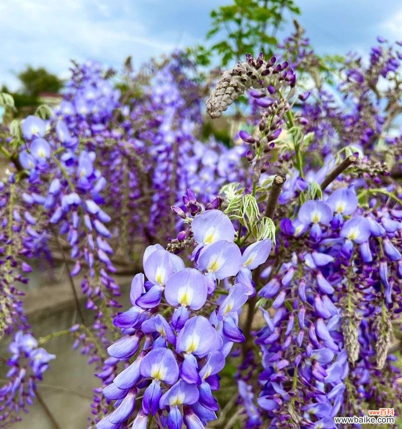 探索紫藤花的象征意义及传承文化 紫藤花的寓意与花语解读