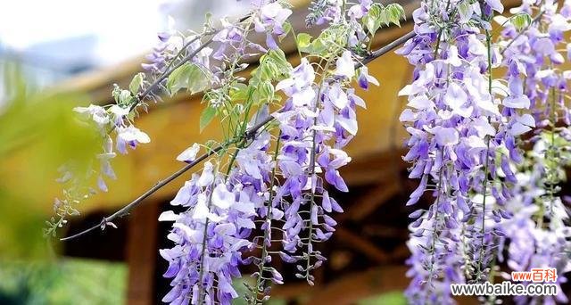 紫藤花花语深远而美丽 紫藤花