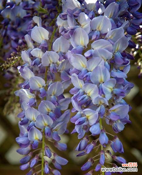 紫藤花花语深远而美丽 紫藤花