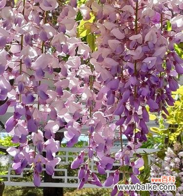 在风雨中奋勇前行 紫藤花