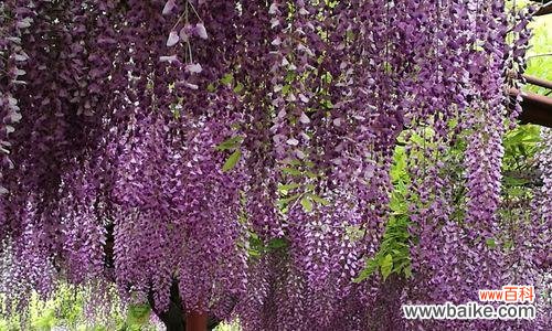 揭秘紫藤花的文化内涵与传统象征 紫藤花的寓意与象征意义