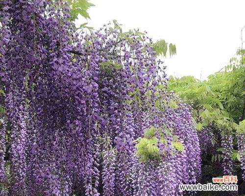 揭秘紫藤花的文化内涵与传统象征 紫藤花的寓意与象征意义