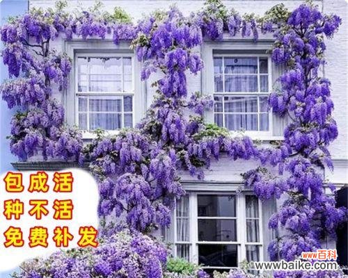 花开富贵人生之象征——紫藤花 紫藤花的意义与象征