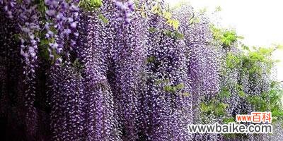 花开富贵人生之象征——紫藤花 紫藤花的意义与象征