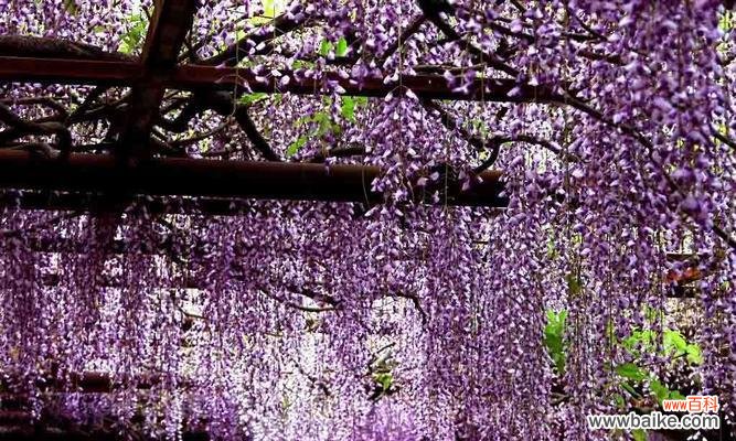 揭开紫藤萝的神秘面纱 紫藤萝的花语与寓意