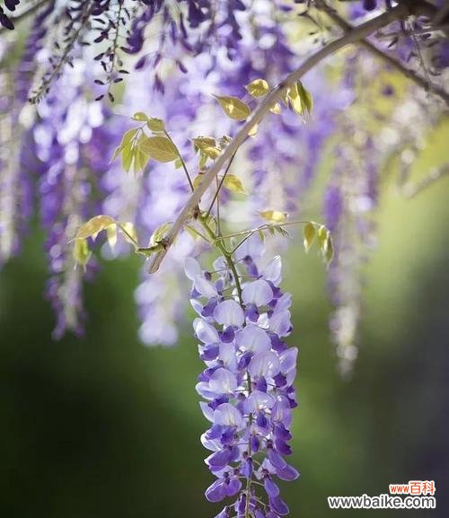 揭开紫藤萝的神秘面纱 紫藤萝的花语与寓意