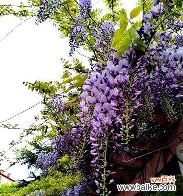 揭开紫藤萝的神秘面纱 紫藤萝的花语与寓意