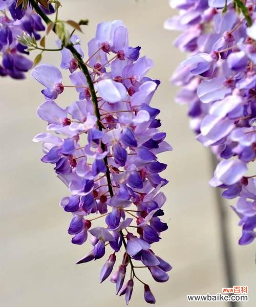 探寻紫藤花的意义及其在生活中的应用 紫藤花的美丽与象征意义