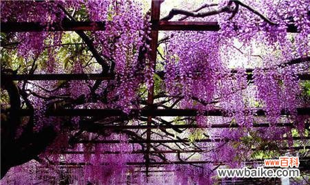 探寻紫藤花的内涵与美丽 紫藤花语的象征与寓意