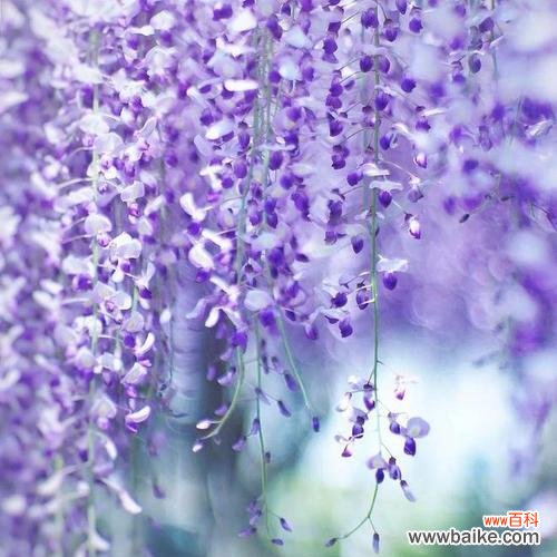 探寻紫藤花的内涵与美丽 紫藤花语的象征与寓意